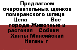 Предлагаем очаровательных щенков померанского шпица › Цена ­ 15 000 - Все города Животные и растения » Собаки   . Ханты-Мансийский,Нягань г.